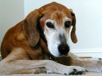 rusty (Large).JPG