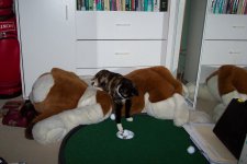 new golf ball retriever.jpg