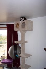 on top of cat tree.jpg