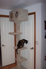 new cat house.jpg
