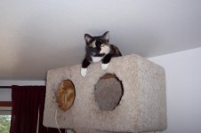 on top of cat tree close up.jpg