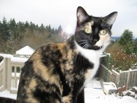 snow cat.jpg