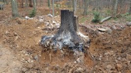 BIGstump.jpg
