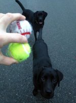 dogs.jpg