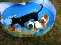 plastic-pools-for-dogs.jpg