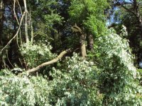 Storm Damage June 2014.jpg