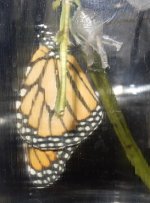 Monarch close up.jpg