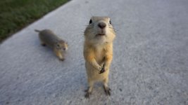 gopher_standing.jpg