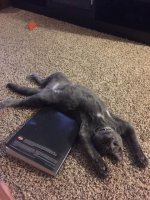 ImageUploadedByTapatalk1452567135.878875.jpg ImageUploadedByTapatalk1452567135.878875.jpg