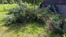 corner bush-shed.jpg