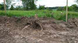 stump 1.jpg