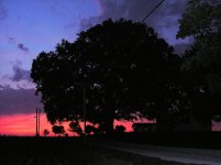 Lone Beech Night Shot.jpg