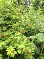 garden3.jpg