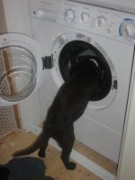 washing.jpg