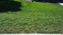 rsz_crabgrass_-_20160829_124229.jpg