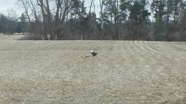 bald eagle.jpg