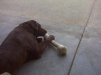 Hutch_Bone.jpg