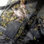 IMG_yellow jacket.jpg IMG_yellow jacket.jpg