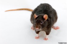 Rat1.jpg