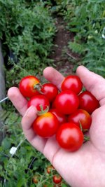 IMG_20160905_174242796.jpg