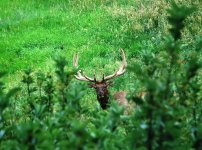 Elk 07-2016 (4).jpg