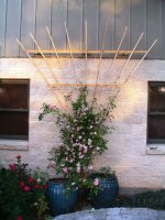 trellis idea (465x620).jpg
