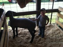 Logan Sheep (2).jpg