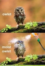 Owlett.jpg
