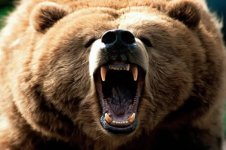 angry-grizzly-bear.jpg