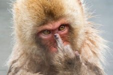 monkeyrude.jpg
