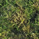 crabgrass_48hr_after_Spectracide_20160906_185229 (2).jpg