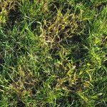 crabgrass_48hr_after_Spectracide_20160906_185229 (3).jpg