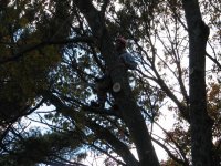thinking on limb of oak.jpg