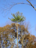 on top of pine close.jpg