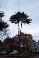 two trunks are striped.jpg