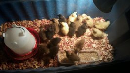 duckies.jpg