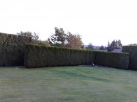 Yard 3.jpg