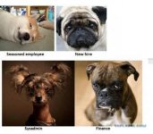 Dan's dog.jpg