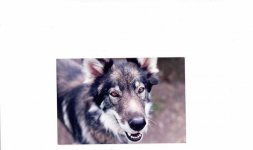 dog.jpg