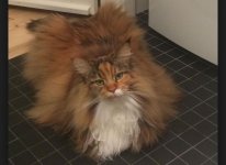 broom cat.JPG