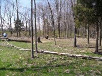 more trees down 005.jpg