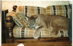 dandyoncouch1985.jpg