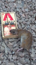 Rat.jpg