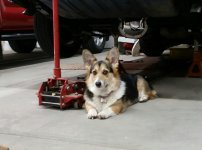 Garage dog.jpg Garage dog.jpg