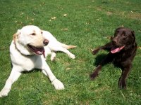 George and Beau2.jpg