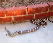 Snake vs snake.jpg