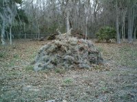 617-Tree-15.JPG
