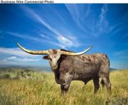 82 1316 Longhorn.jpg 82 1316 Longhorn.jpg