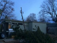 tree.jpg