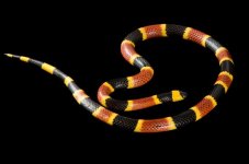 eastern-coral-snake.adapt.590.1.JPG